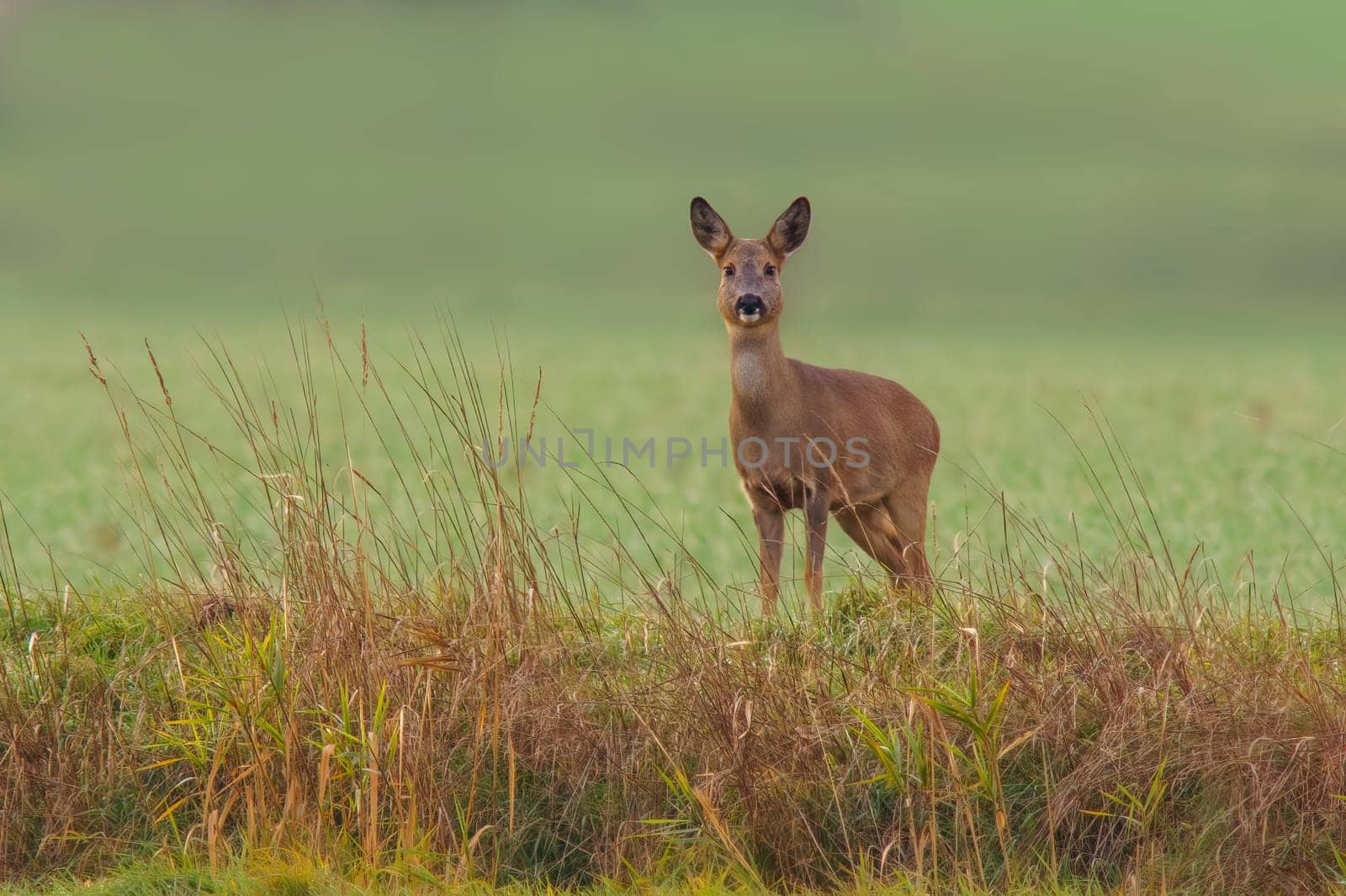 a beautiful deer doe standing on a meadow in autumn