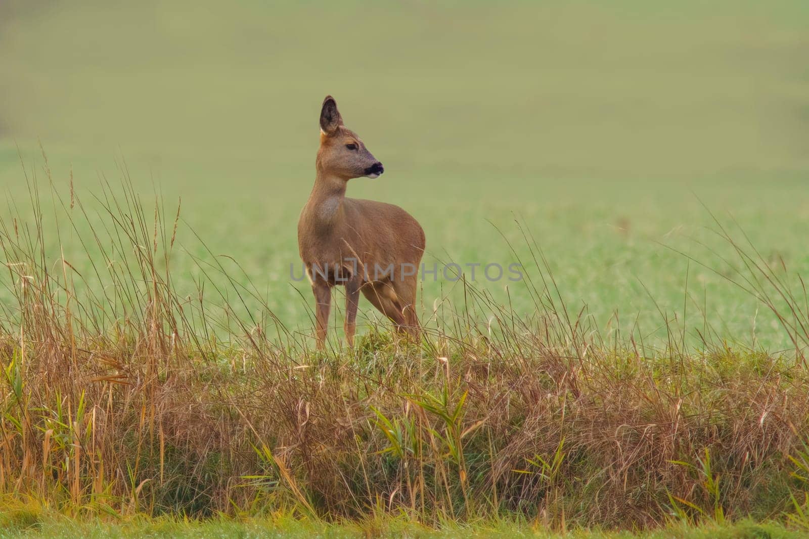 one beautiful deer doe standing on a meadow in autumn by mario_plechaty_photography