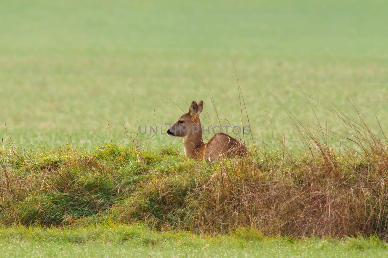 one beautiful deer doe standing on a meadow in spring by mario_plechaty_photography