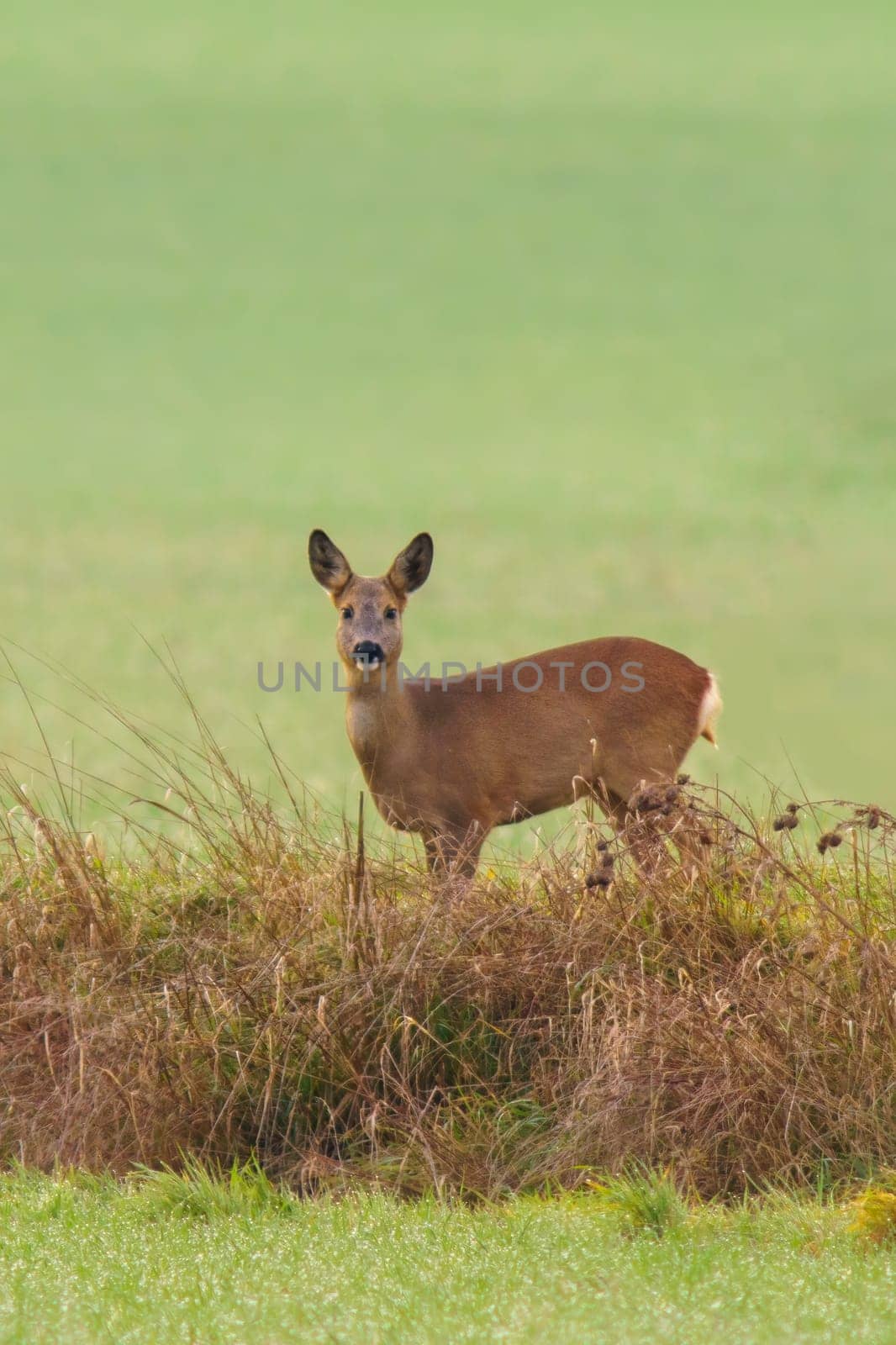 a beautiful deer doe standing on a meadow in autumn