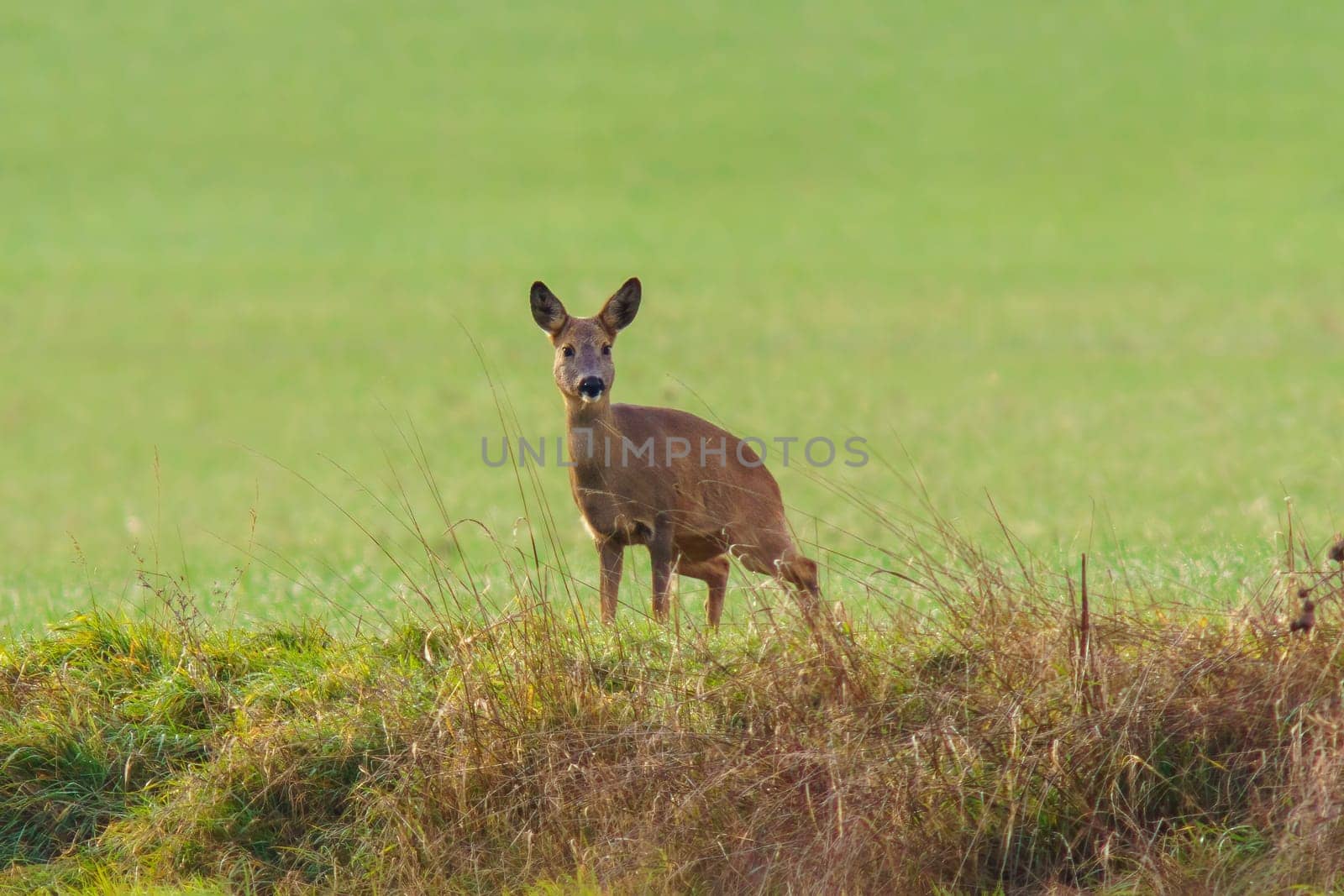 a beautiful deer doe standing on a meadow in autumn