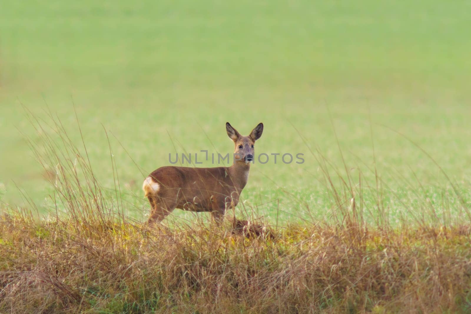 a beautiful deer doe standing on a meadow in autumn