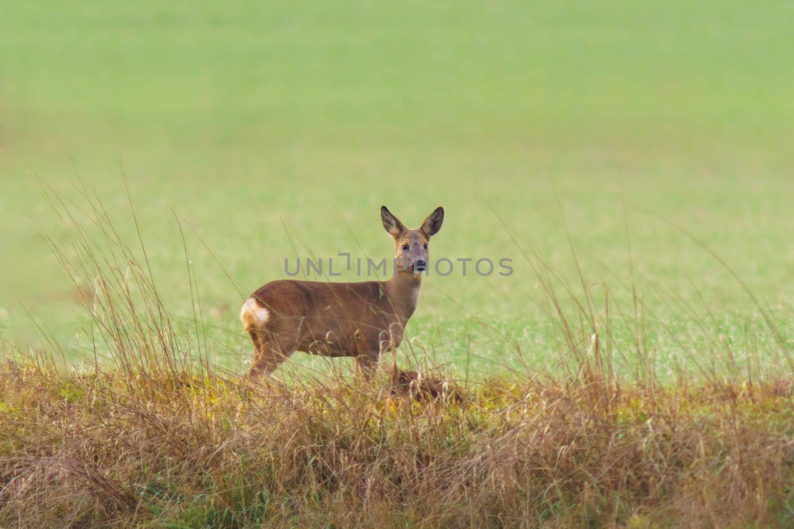 a beautiful deer doe standing on a meadow in autumn