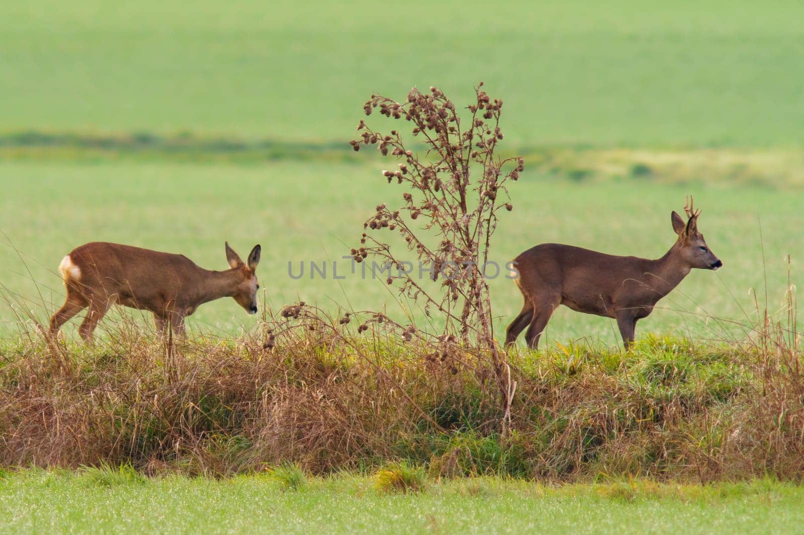 a group of roe deer in a field in autumn