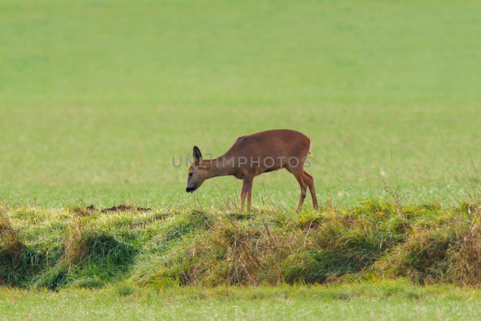 a beautiful deer doe standing on a meadow in spring