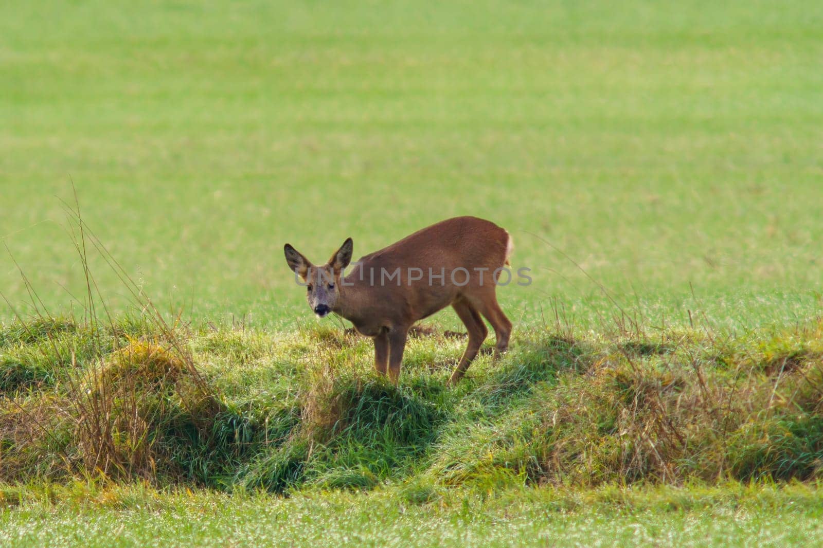 a beautiful deer doe standing on a meadow in spring