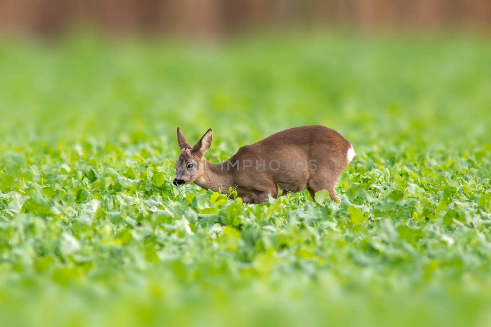 a young roebuck stands on a green field in spring