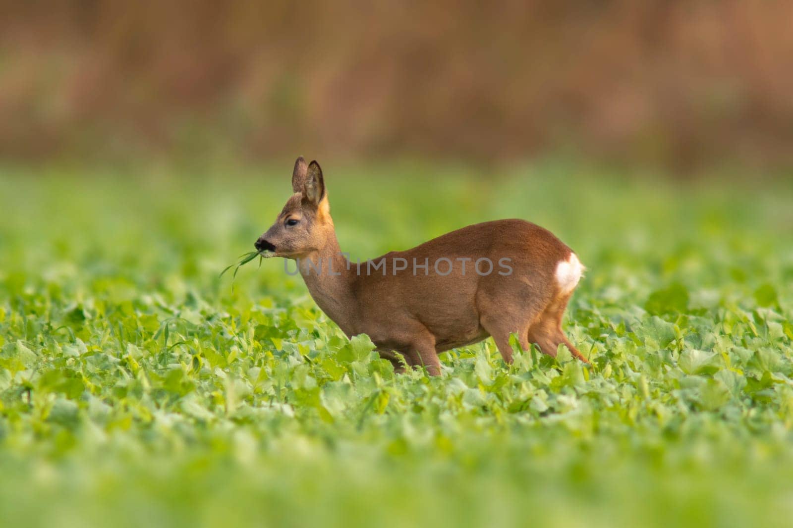 one young roebuck stands on a green field in spring by mario_plechaty_photography