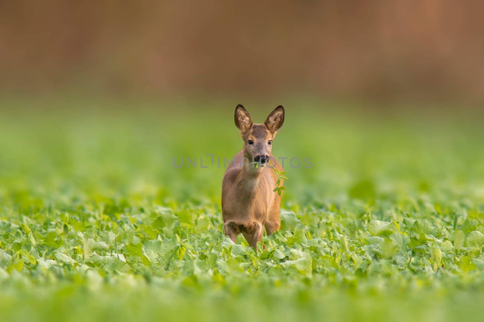 one beautiful doe doe standing on a green field in spring by mario_plechaty_photography