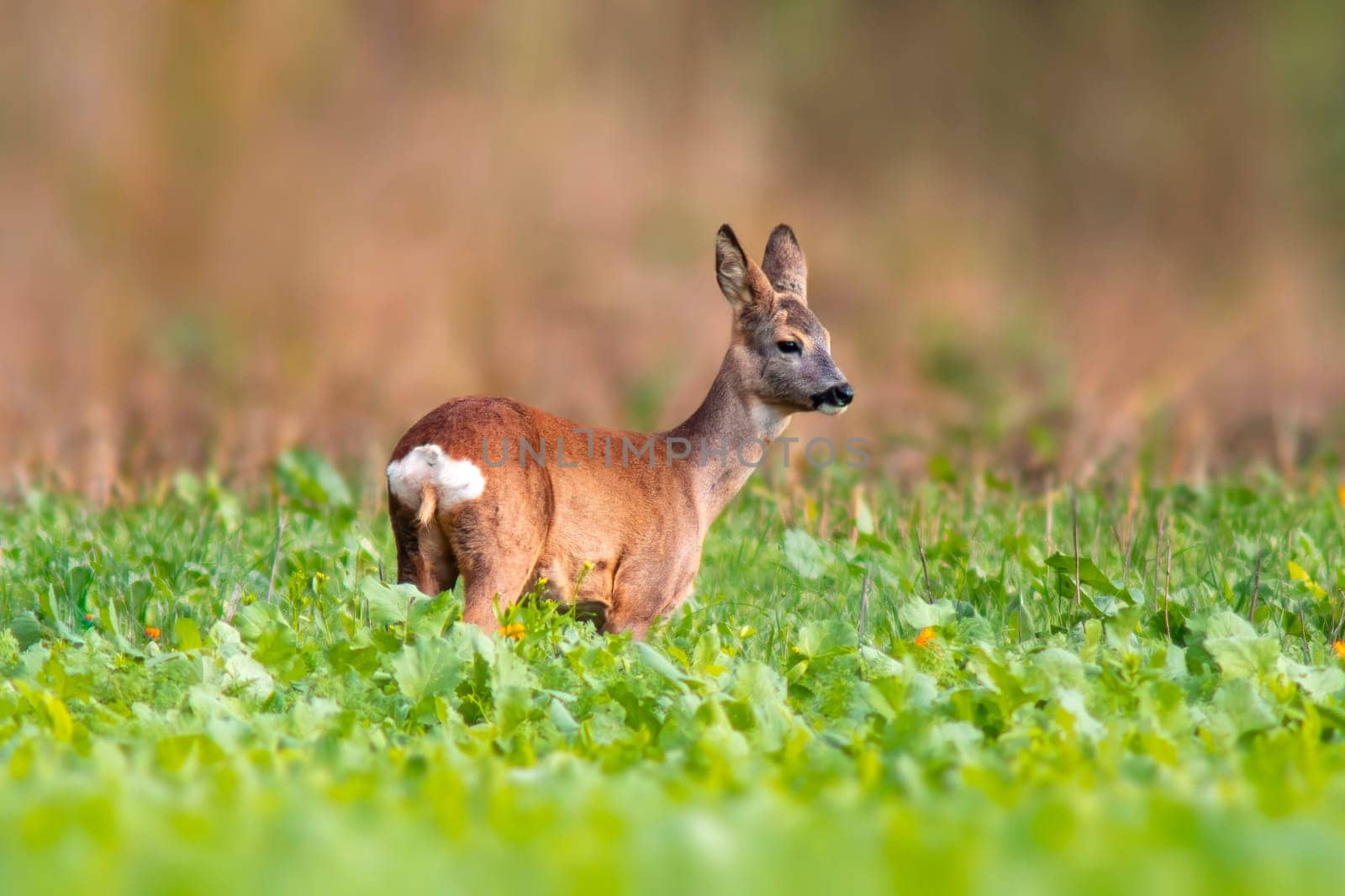 a beautiful doe doe standing on a green field in spring