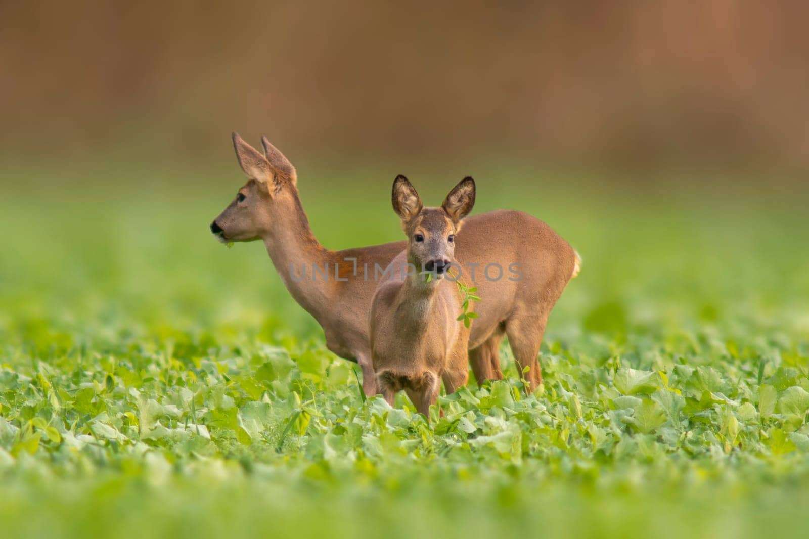 a beautiful doe doe standing on a green field in spring