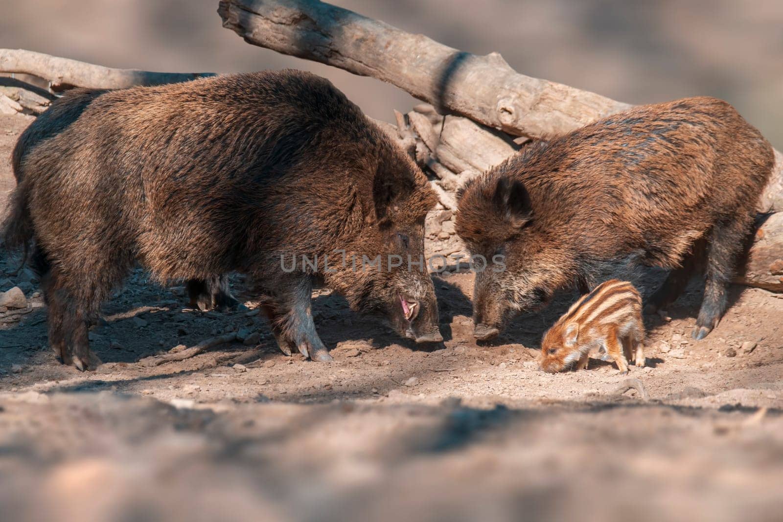 a wild boar family in a deciduous forest in spring