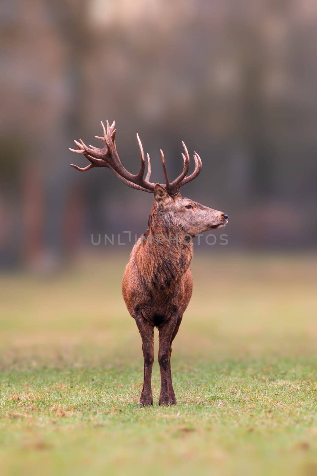 one handsome red deer buck stands in a meadow by mario_plechaty_photography