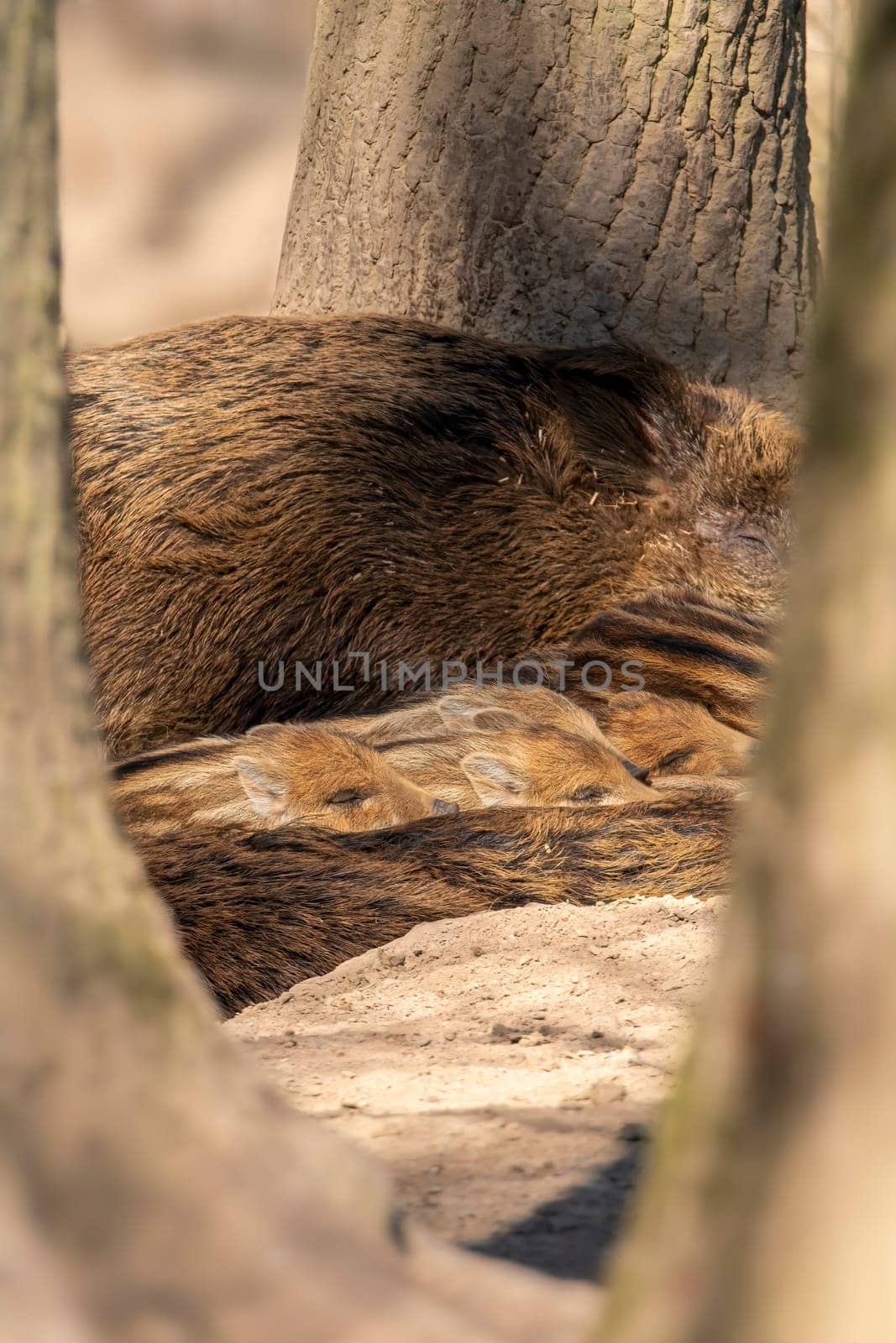 a wild boar family in a deciduous forest in spring