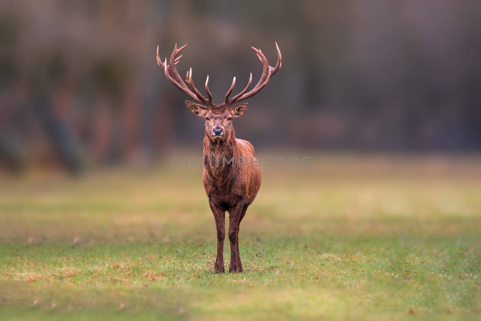 a handsome red deer buck stands in a meadow