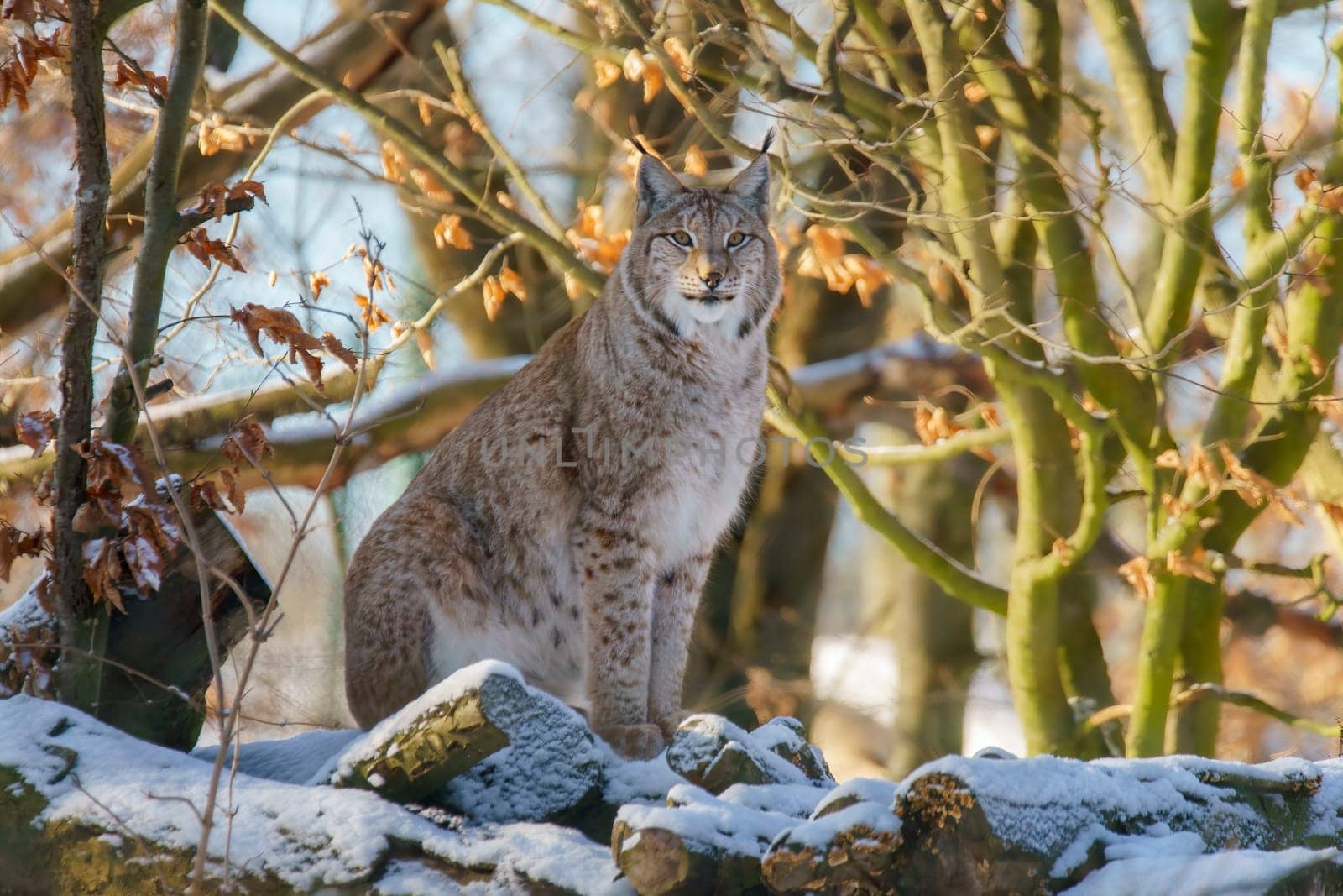 one handsome lynx in snowy winter forest