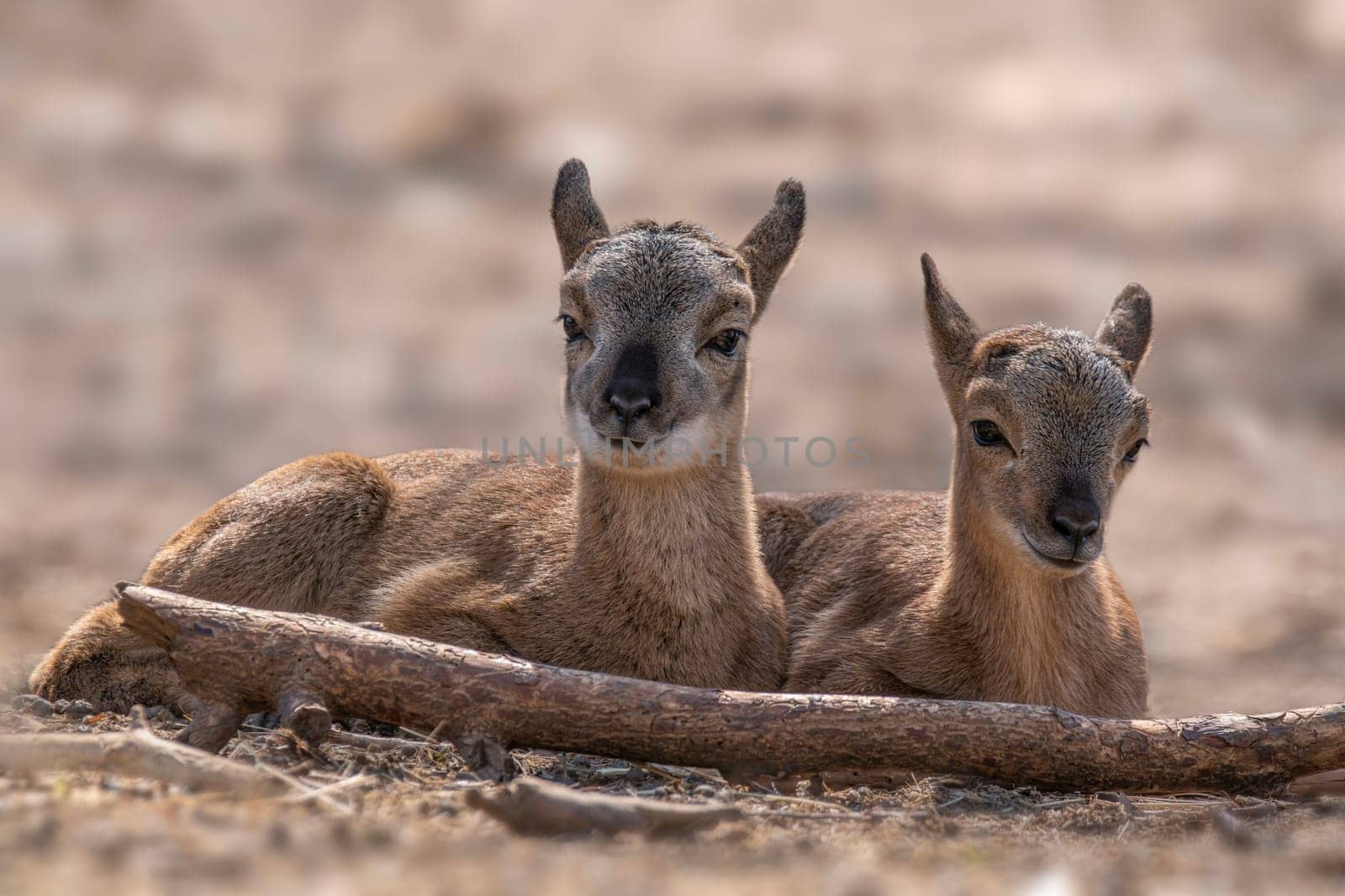 two young aries are sitting comfortably in a forest in autumn