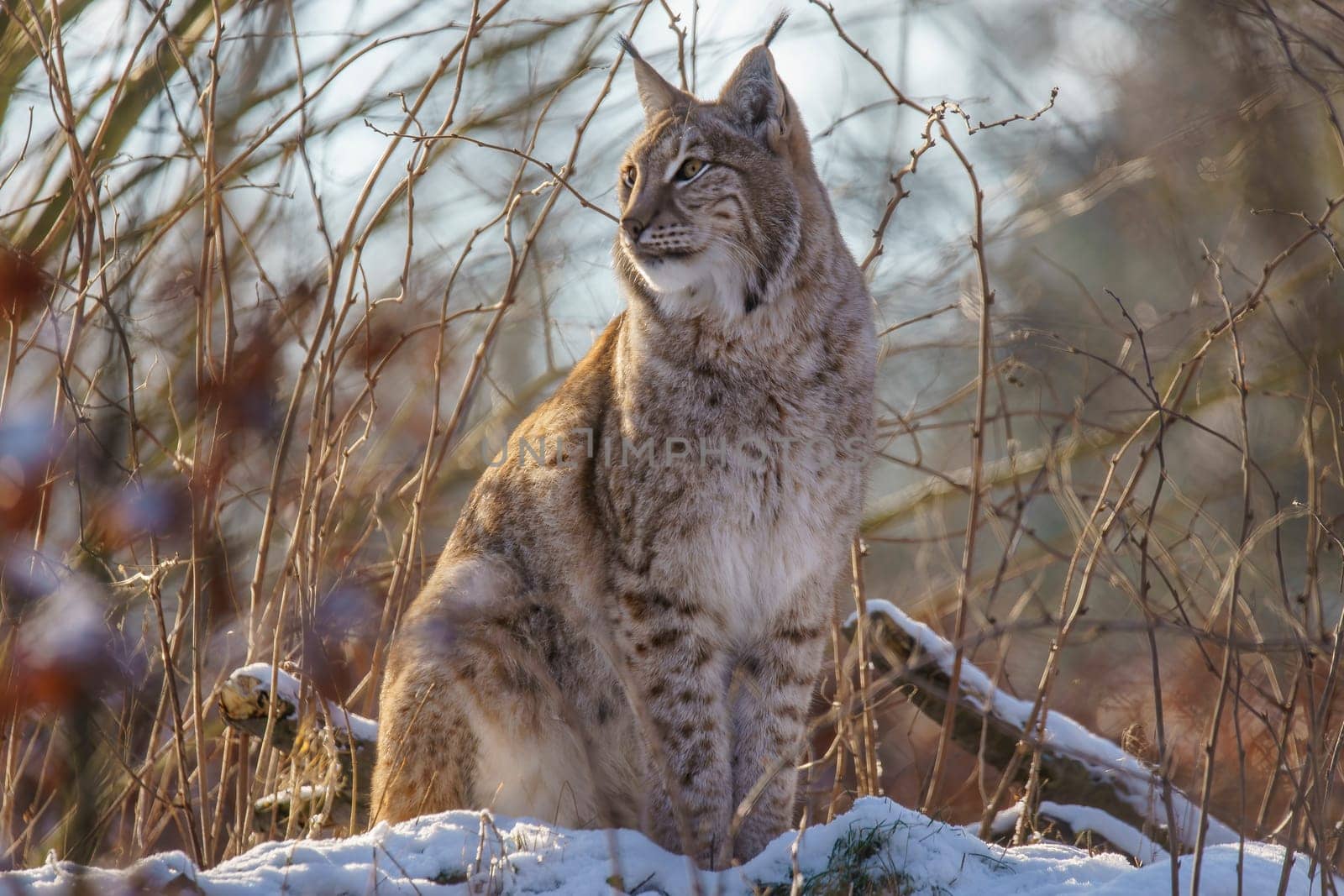 one handsome lynx in snowy winter forest