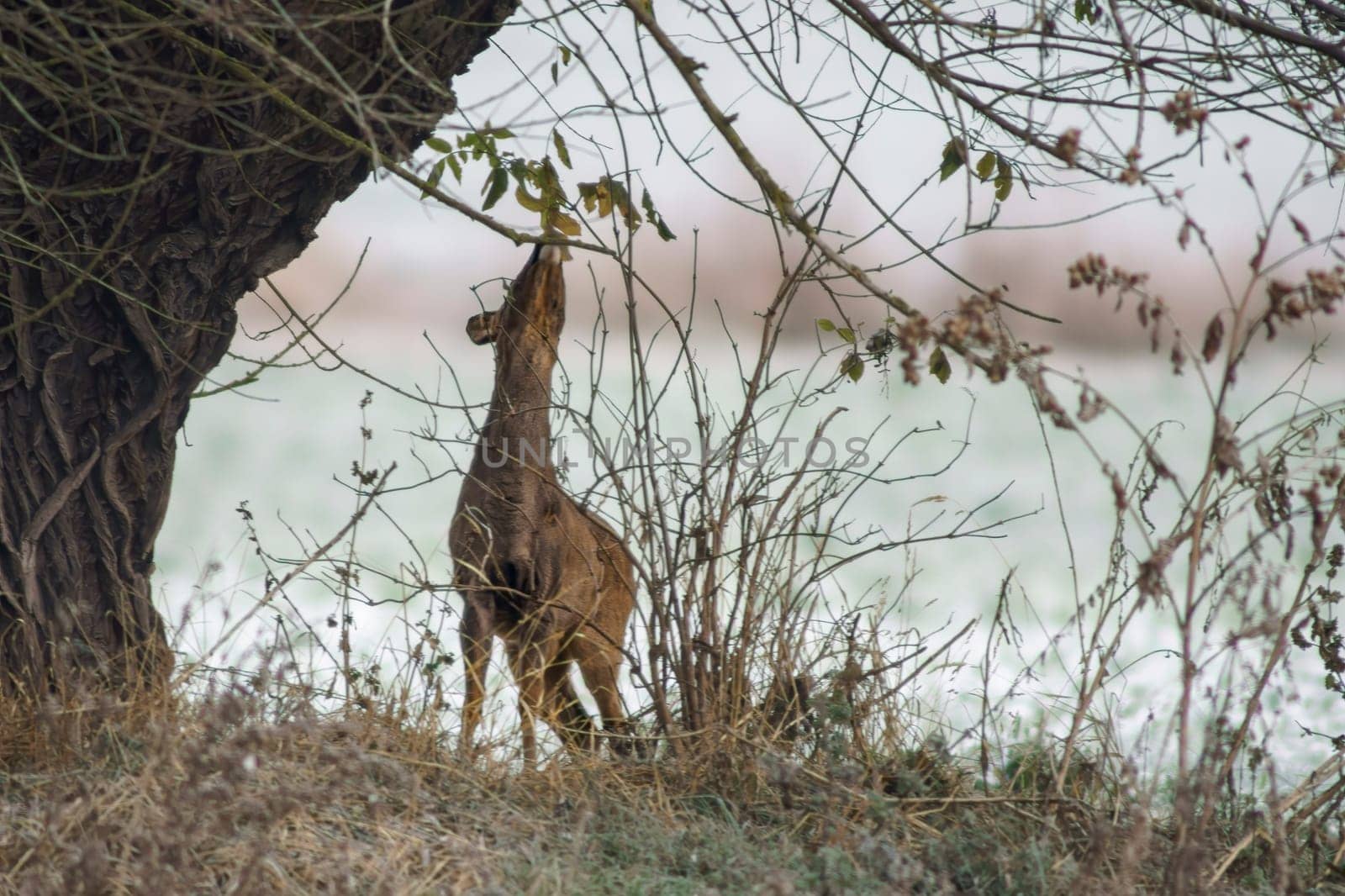 a Adult doe standing by an old tree in winter