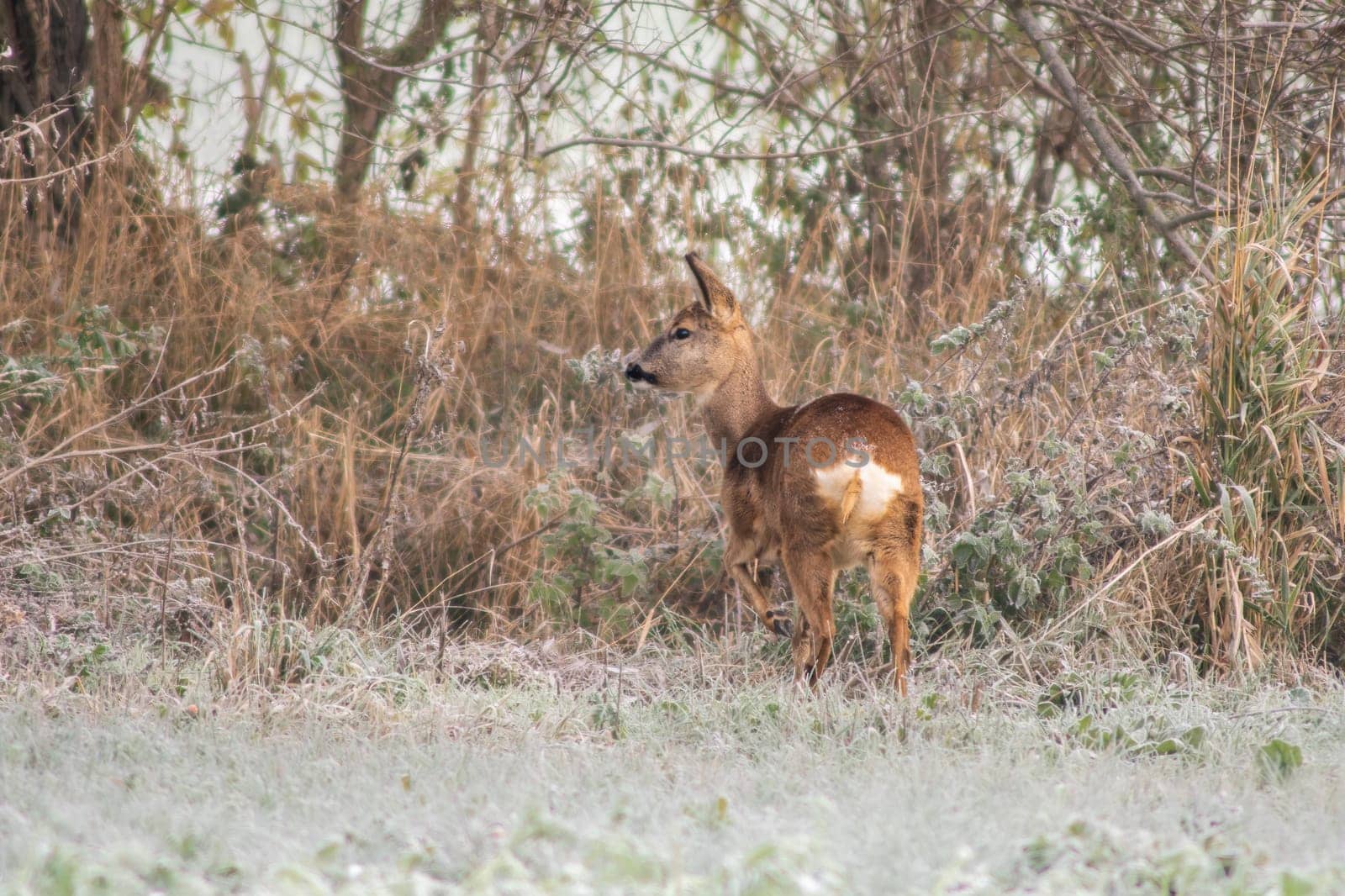 a adult roe deer doe stands on a frozen field in winter