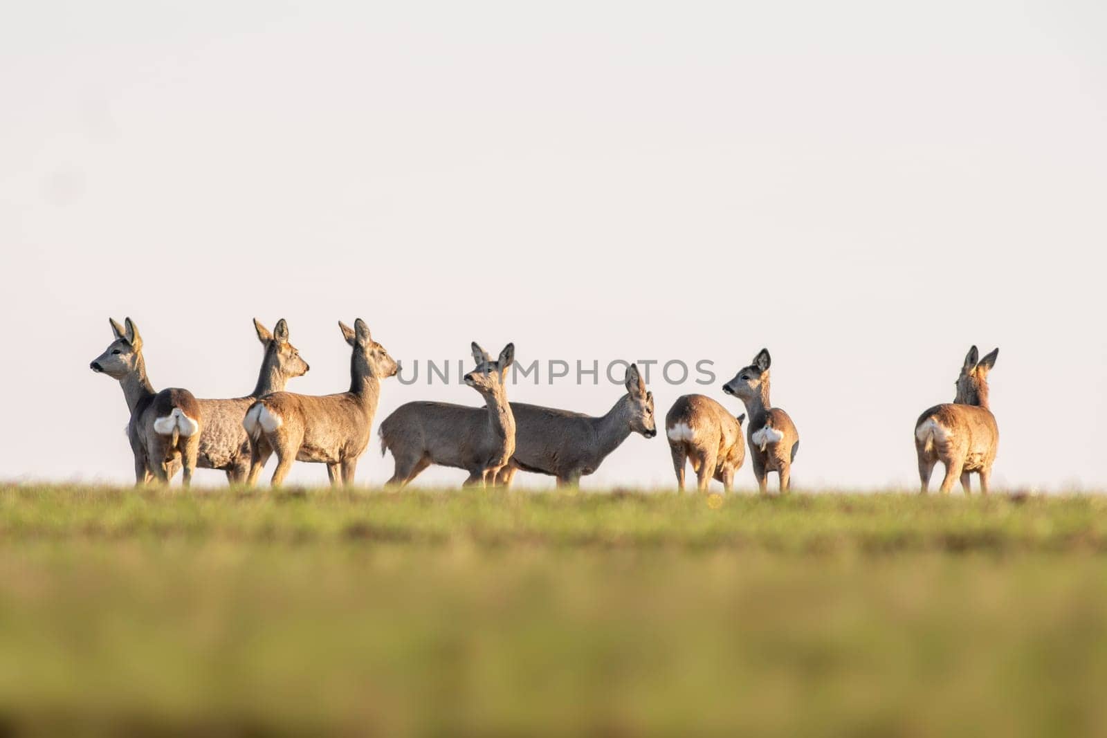 a group of roe deer in a field in autumn