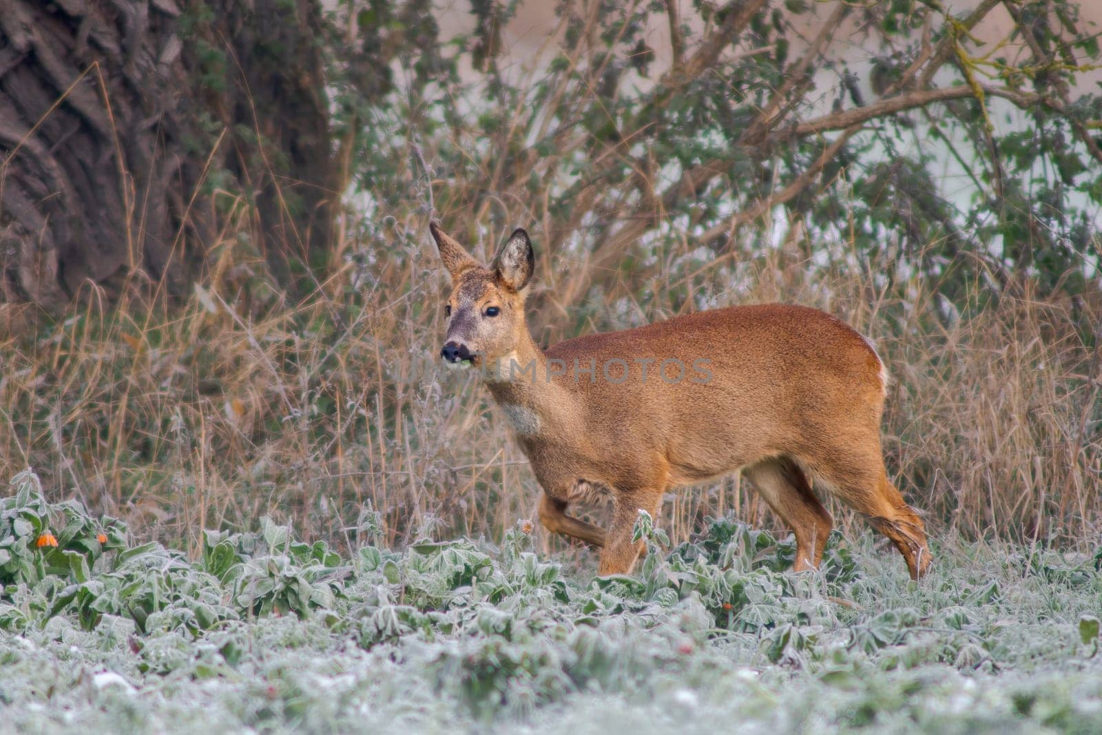 one adult roe deer doe stands on a frozen field in winter by mario_plechaty_photography