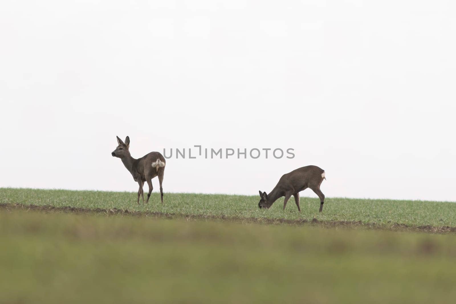 a group of roe deer in a field in autumn