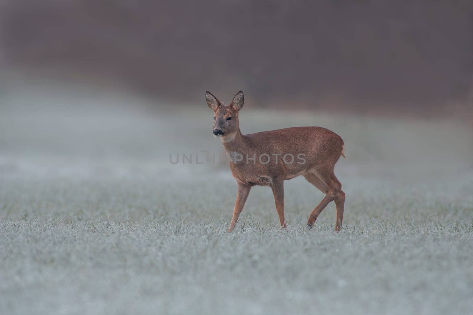 a adult roe deer doe stands on a frozen field in winter