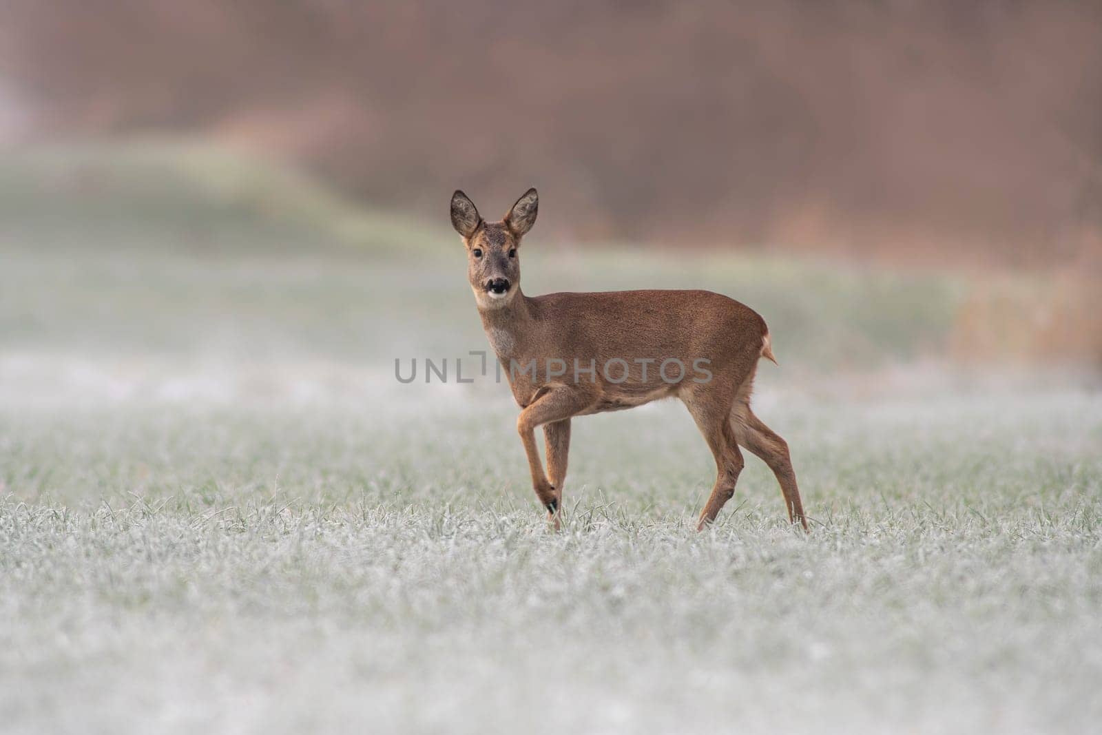 a adult roe deer doe stands on a frozen field in winter