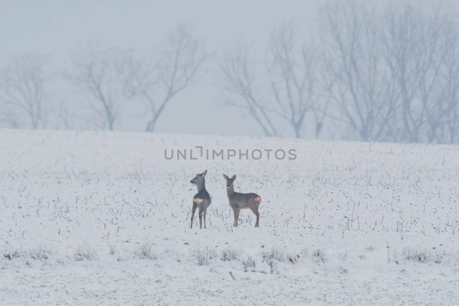 a group of deer in a field in winter