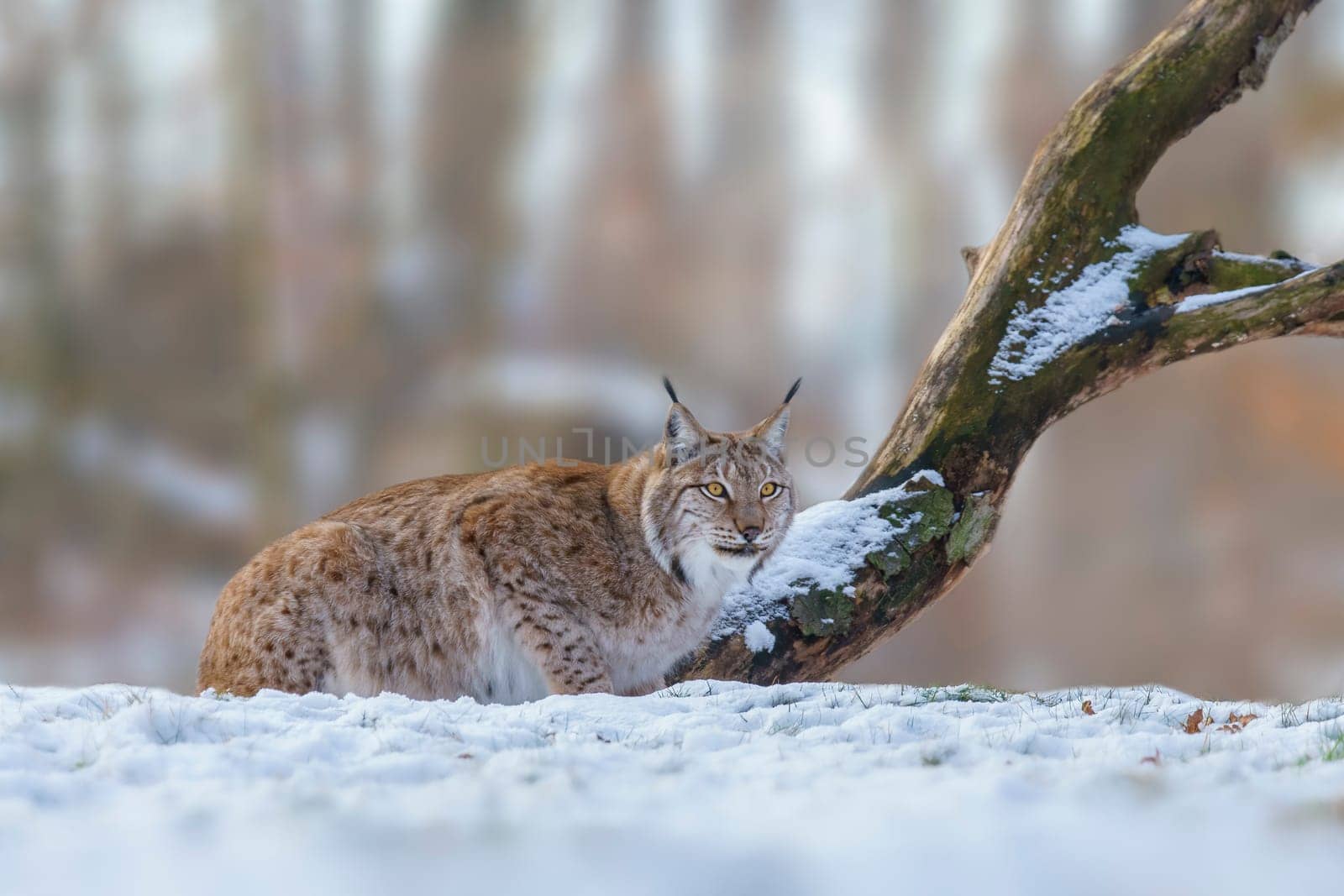 one handsome lynx in snowy winter forest