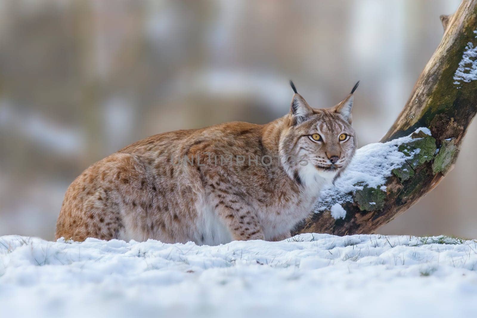 one handsome lynx in snowy winter forest