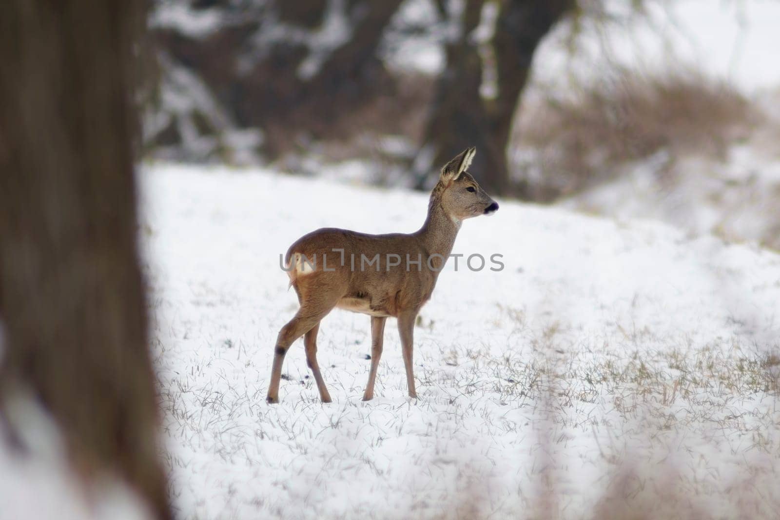 a adult roe deer doe stands on a frozen field in winter