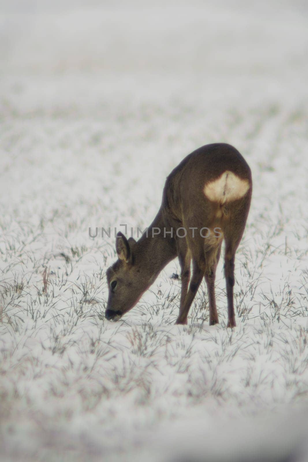 a young roebuck stands on a snowy field in winter