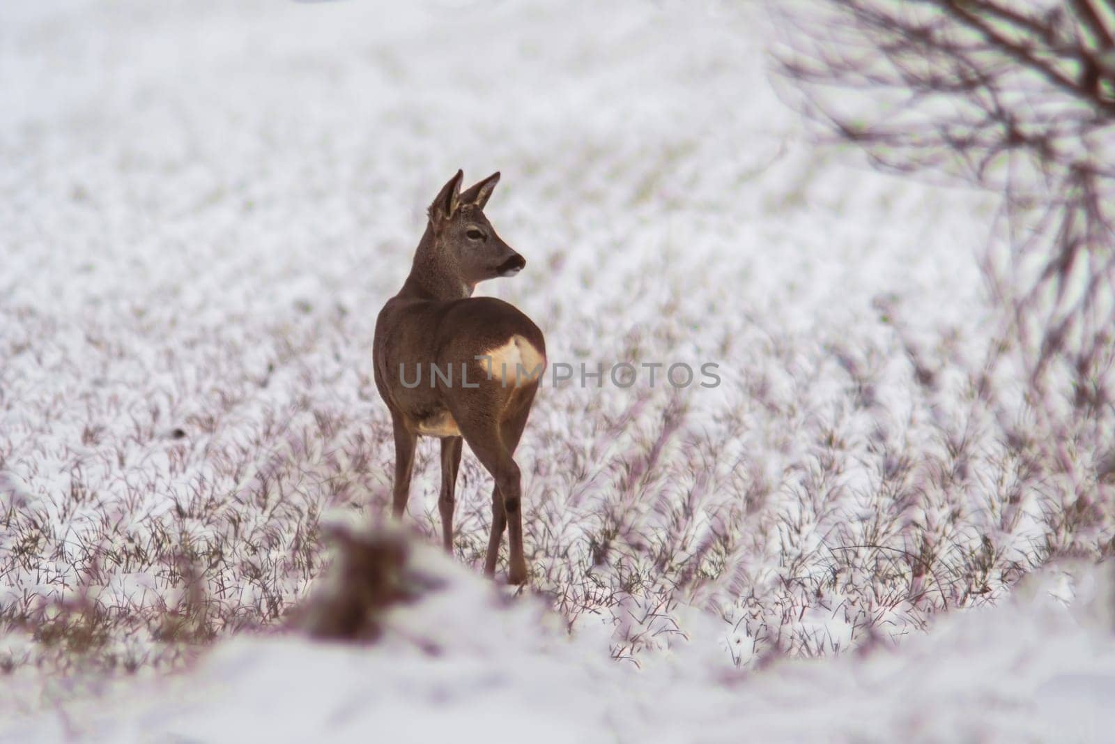 a young roebuck stands on a snowy field in winter