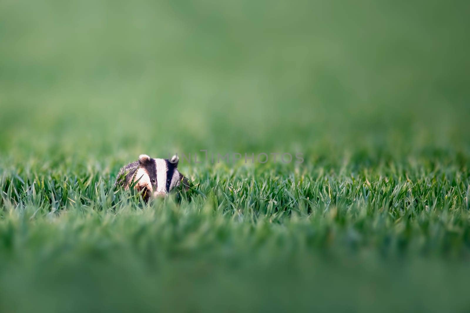 a badger runs across a wheat field at dusk