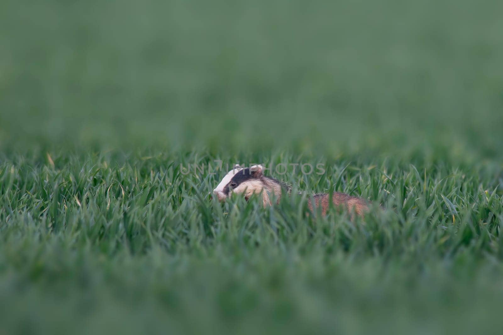 a badger runs across a wheat field at dusk