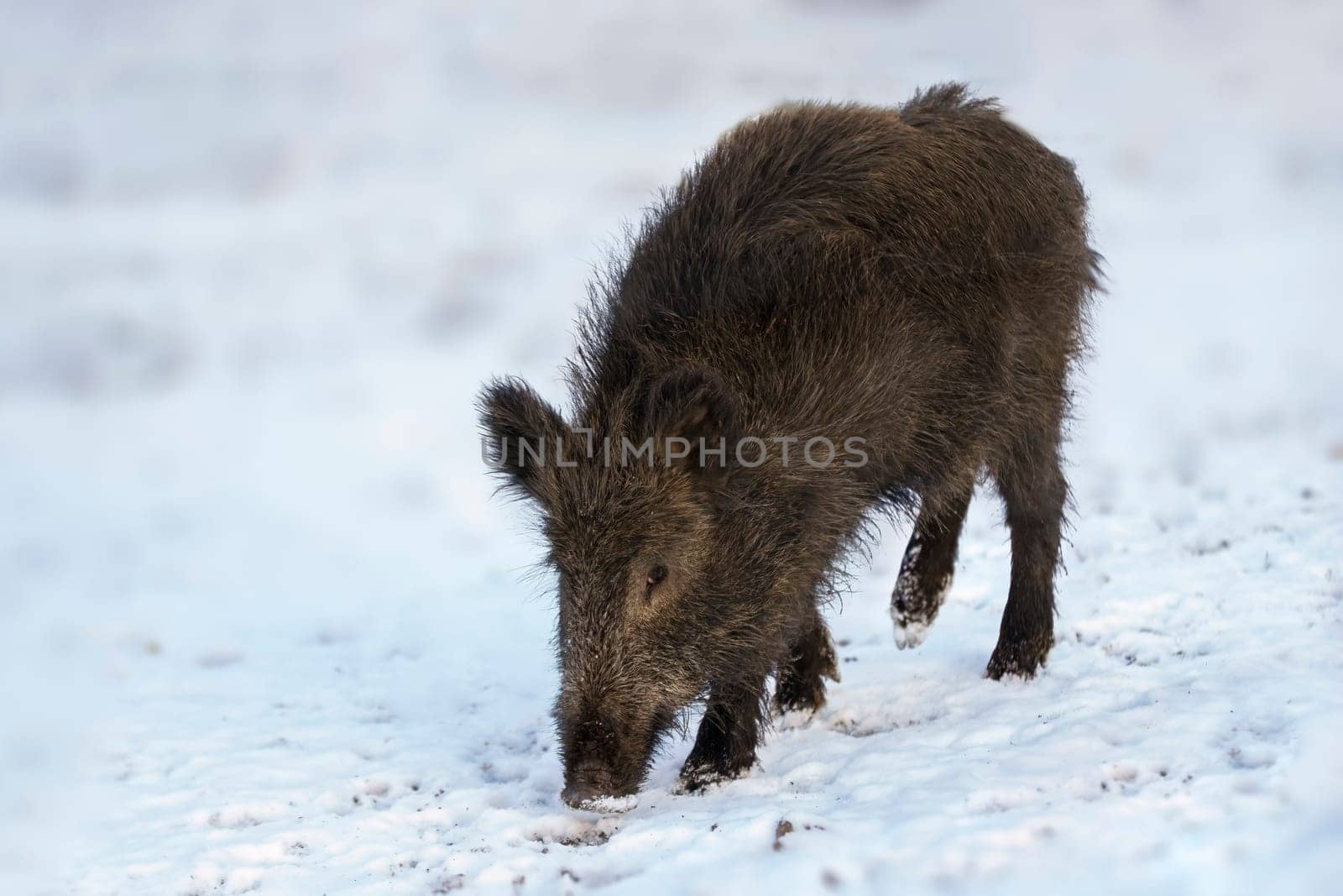 one a wild boar in a deciduous forest in autumn