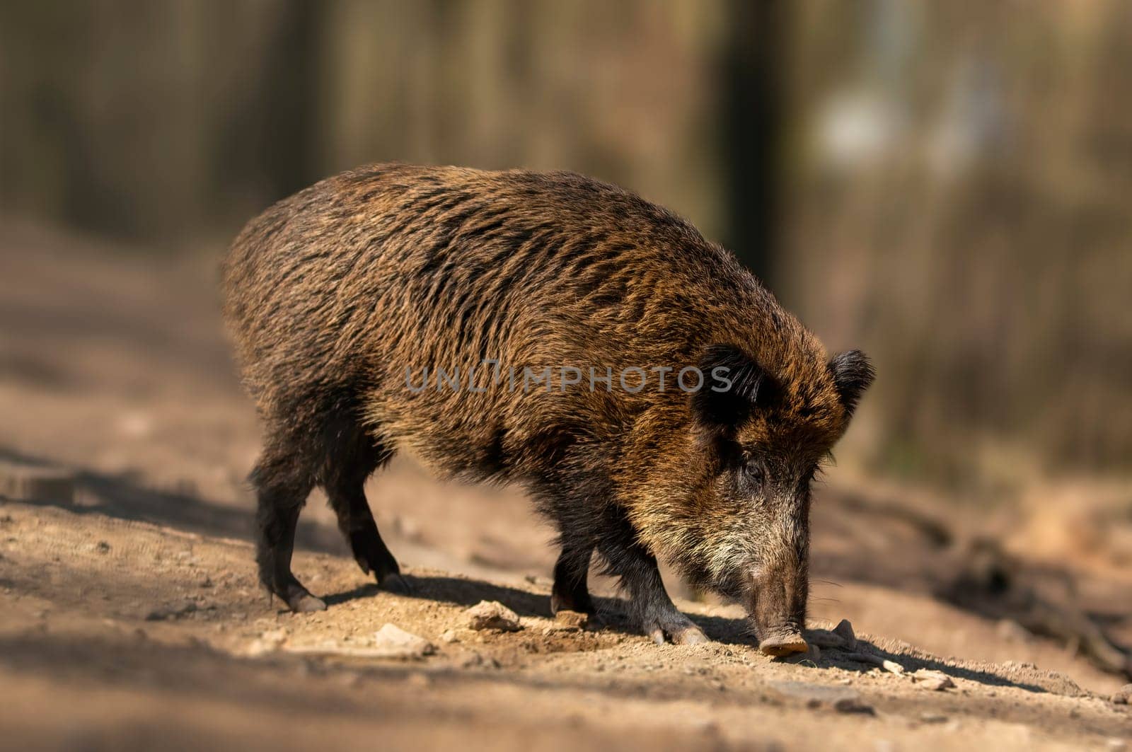 a wild boar in a deciduous forest in autumn by mario_plechaty_photography