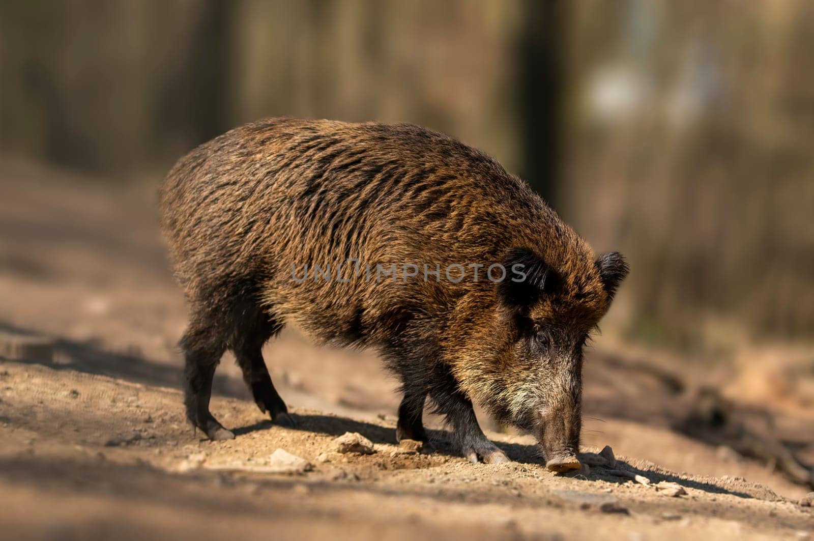 one a wild boar in a deciduous forest in autumn