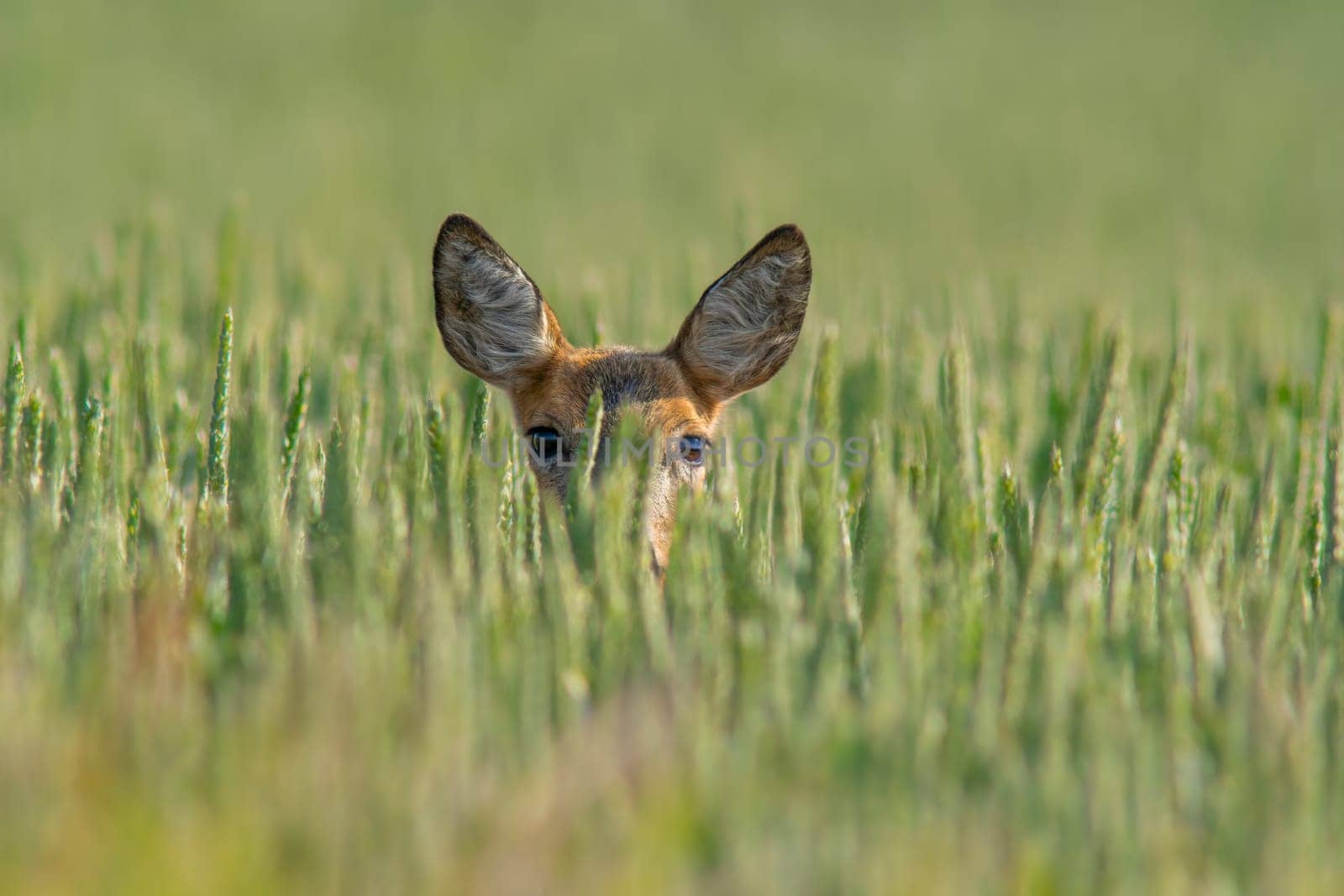 a beautiful roe deer doe stands in a green wheat field in summer