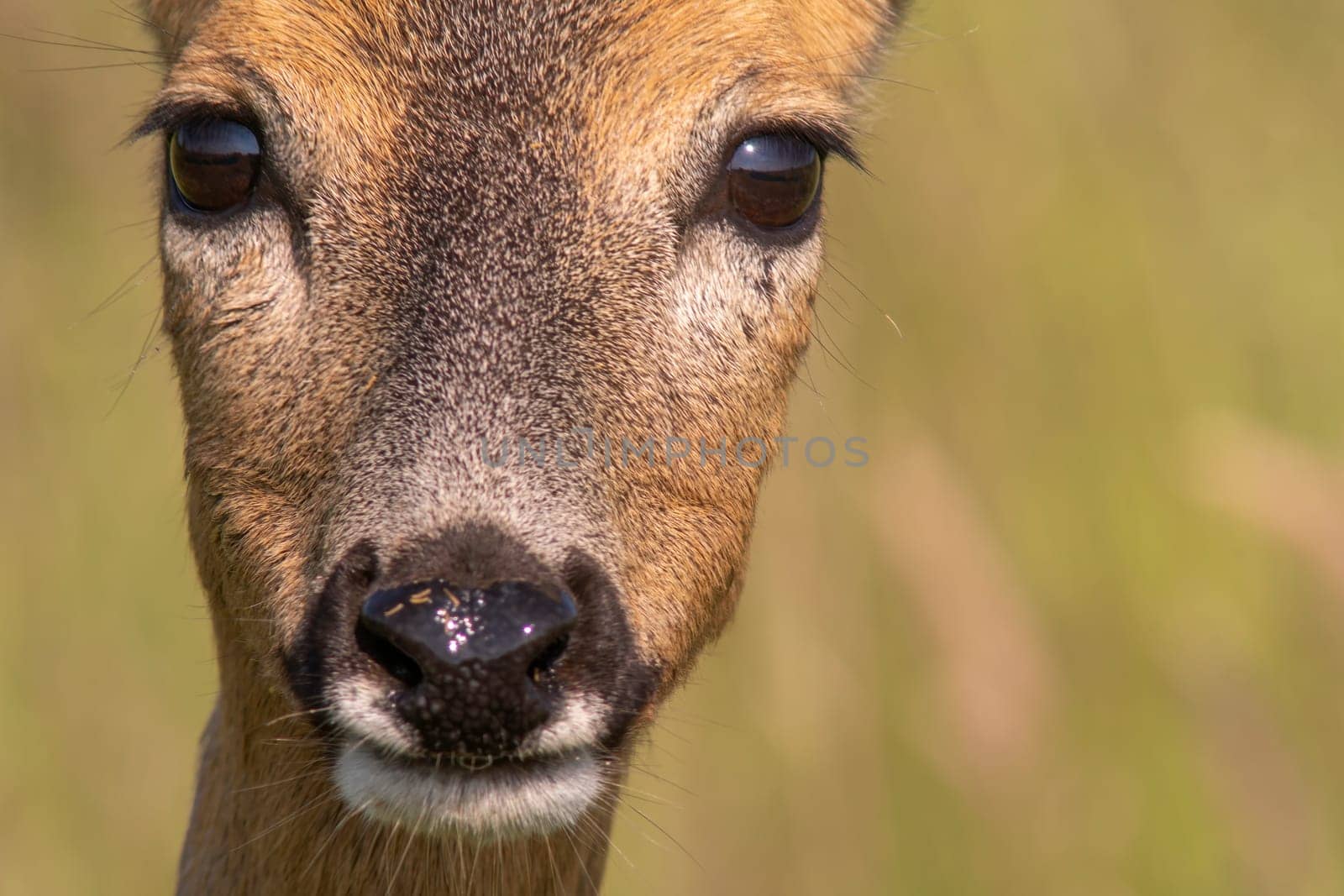 one colorful portrait of a beautiful deer doe by mario_plechaty_photography