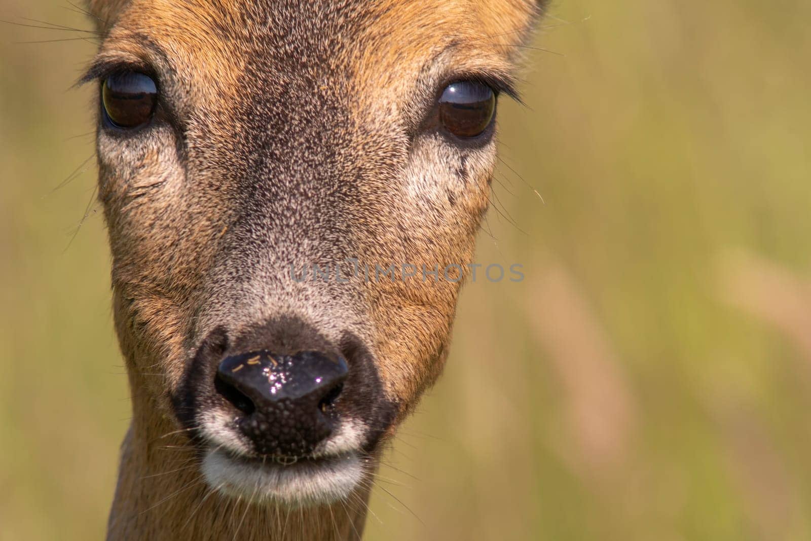 a colorful portrait of a beautiful deer doe