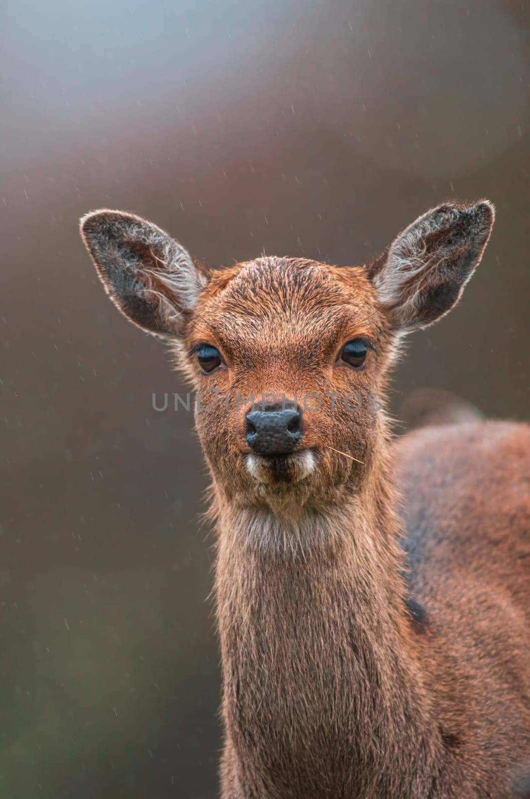 a portrait of a young pretty red deer doe