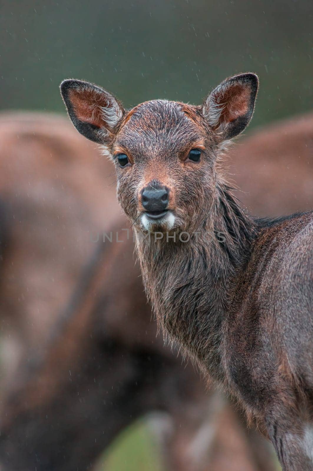 a portrait of a young pretty red deer doe