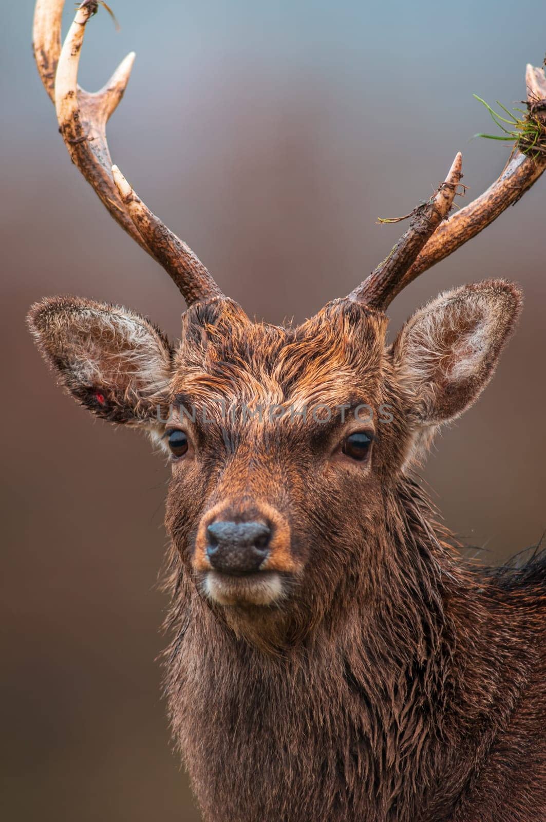 one portrait of a pretty red deer buck by mario_plechaty_photography