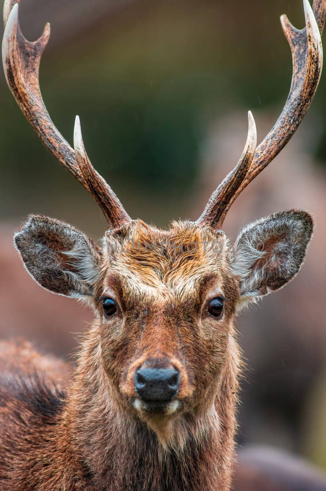 a portrait of a pretty red deer buck