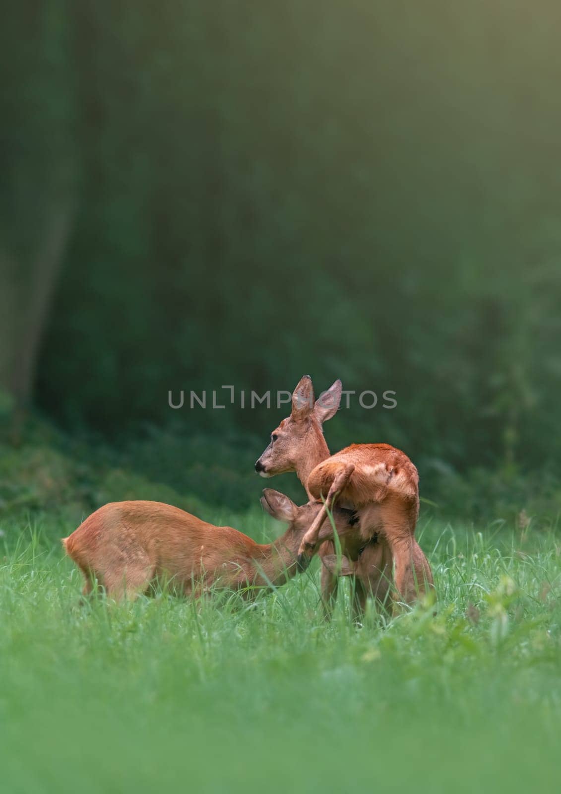 a deer doe with her fawn on a meadow in summer