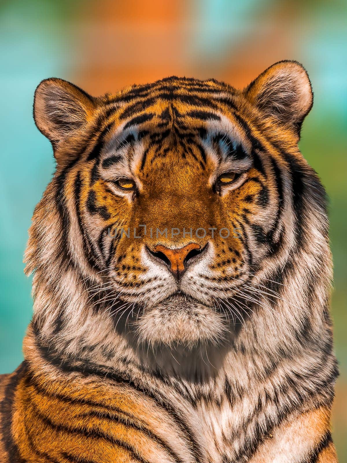 one portrait of a pretty young tiger