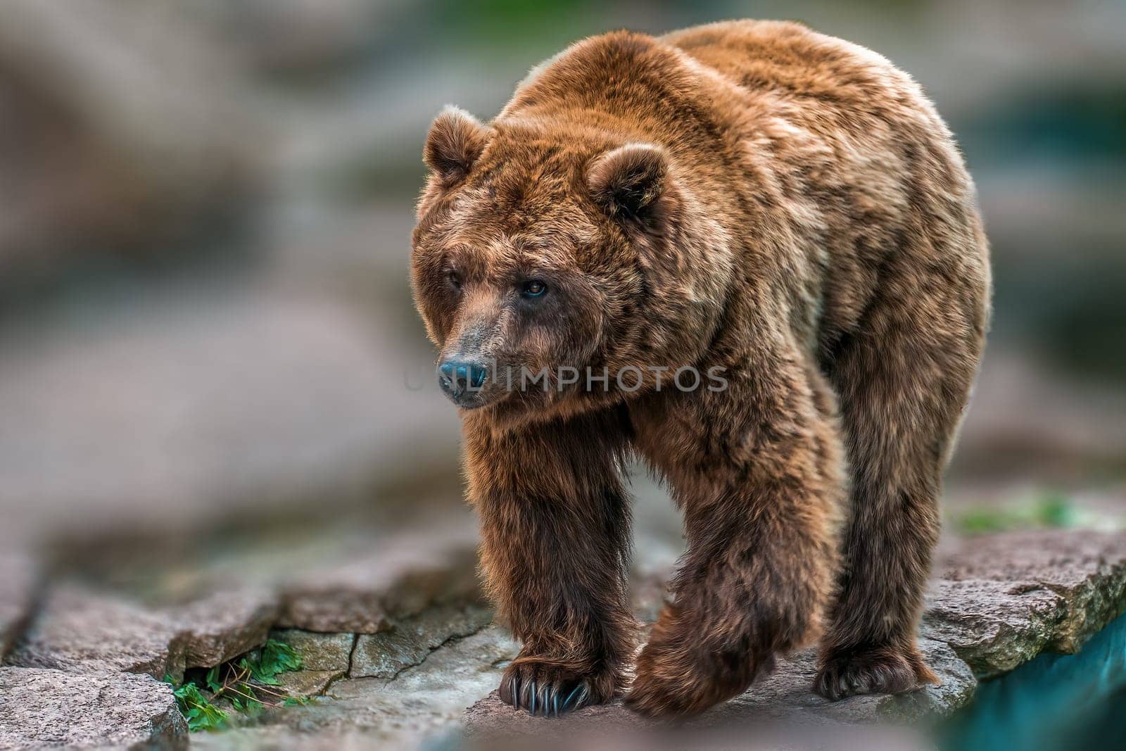 a big adult brown bear in a zoo